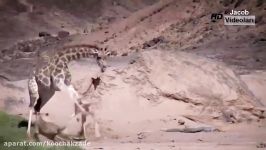 Giant Anaconda Attacks Human ►► Lion Giraffe Leopard Porcupine Eagle Snake Tiger Boar  Real Fight