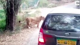 Angry Lion Attacks Safari Car In India