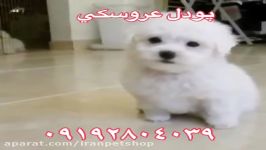 فروش ویژه پودل عروسکی 09129382009