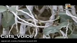 کلیپى حیات وحش ایران شکار پرنده توسط مار افعی