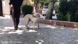 فروش سگ دوگو آرژانتینو  Dogo argentino