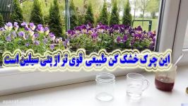 این چرک خشک کن طبیعی قوی پنی سیلین