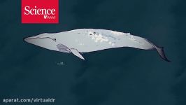 Why whales grew to such monster sizes