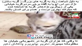  domestic short hair دى اس اچ بهترین نژاد درگربه هاست