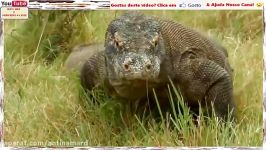 Dragão De Komodo Ou O Devorador De Cobras