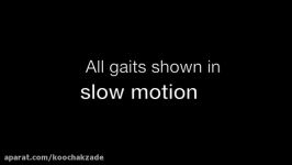 Evolving Gaits for Legged Robots Neural Networks with Geometric Patterns Perform Better