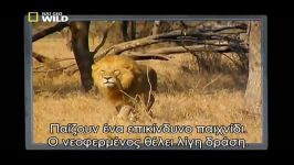 کشته شدن وحشتناک یوز پلنگ توسط دو شیر نر
