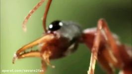 درگیری وحشیانه مرگبار عنکبوت سمی مهلک مورچه مهاجم