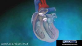 Biological Aortic Heart Valve  Animation Video