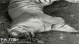 Real Fight Of Lion And Tiger Lion vs Tiger Tiger TryTo Escape