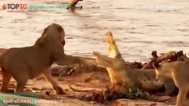 THE TOP 10  TOP 10 ANIMALS CAN ATTACK CROCODILE  Crocodile vs Lion Jaguar