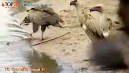 THE TOP 10  TOP 10 CROCODILE ATTACKS  Crocodile vs Zebra Elephant Baboon