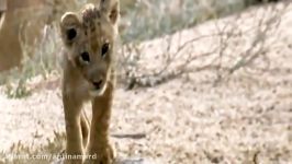 DANGER Lion climbs tree to escape herd of buffalo Lions Documentary