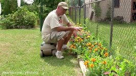 Saving Marigold Flower Seeds