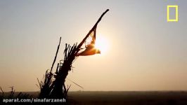 Photographer Covers Songbird Slaughter  National Geographic