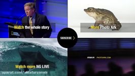 Saving Animals Through Photography  Nat Geo Live