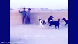 wild dogs an خطرناکترین سگهای ایران