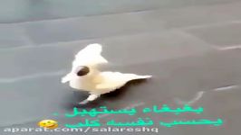 این طوطی درنهایت زیبایی صدای سگ درمیاره