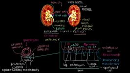 Changing glomerular filtration rate  Renal system physiology  NCLEX RN  Khan Academy