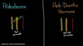 Aldosterone and ADH  Renal system physiology  NCLEX RN  Khan Academy
