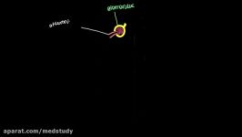 Countercurrent multiplication in the kidney  Renal system physiology  NCLEX RN  Khan Academy