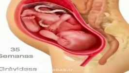 روند رشد رحم در بارداری  مراحل رشد جنین 