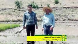 شالیکاری  مزرعه آقای عسگریان  کلات نادر