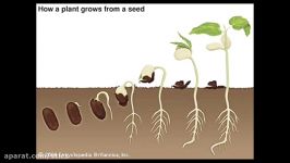 How A Seed Grows  Germination Process For Growing Seeds