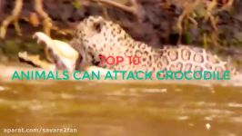شکار بیرحمانه عجیب تمساح توسط جگوار چالاک گرسنه
