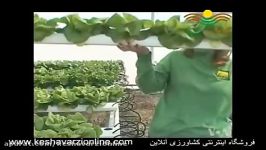 روش جدید کشت بدون خاک سیستم NFT سبزیجات برگی