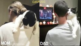 The love of a cat to mom and dad Differences