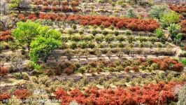 برداشت زرشک  روستای زهان خراسان جنوبی