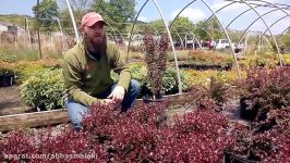 Crimson Pygmy Barberry  Carex Design Group