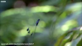 Bird Of Paradise Courtship Spectacle  Planet Earth  BBC Earth