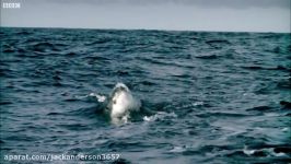 Great White Shark Attack And Breach  Planet Earth  BBC Earth