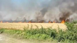 فیلم آتش سوزی گسترده در ۵۰ هکتار مزارع گندم کردکوی