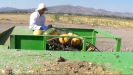 Amazing pumpkin seeds harvesting machine