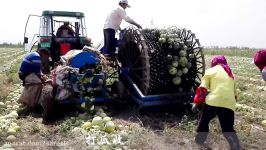 Pumpkin seeds harvester