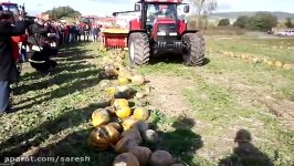 Zbiór pestek dyni Pumpkin Seed Harvester Moty + Case CVX 175