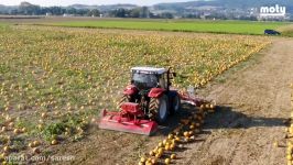 MOTY Pumpkin seed harvesting