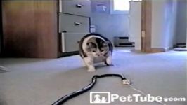 گربه کپل در جنگ مار