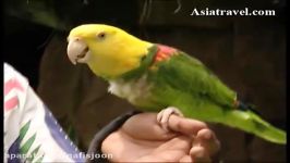 طوطی آمازون کله زرد Yellow headed Amazon سخنگو