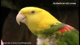 طوطی آمازون کله زرد Yellow headed Amazon سخنگو