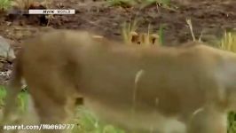 شکار اهو توسط شیر خیلی زیبا
