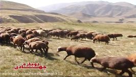 جهادی دوباره8 پرورش دام سبک اقتصاد مقاومتی بسیج سازندگی