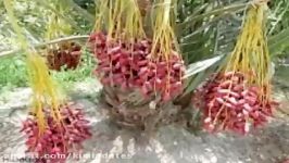 iranian dates exporters