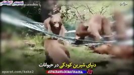 دنیای شیرین خرس ها بازیگوشی خرس ها