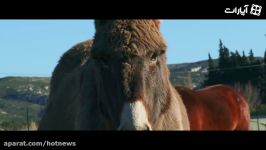 Beauty of Horses in 4K Ultra HD  Animals Nature