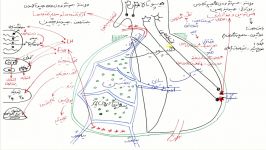 هیپوتالاموس هیپوفیز