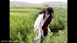 بلوچی اکشن فلم شومی کیفbaluchi action movie shumi kife 